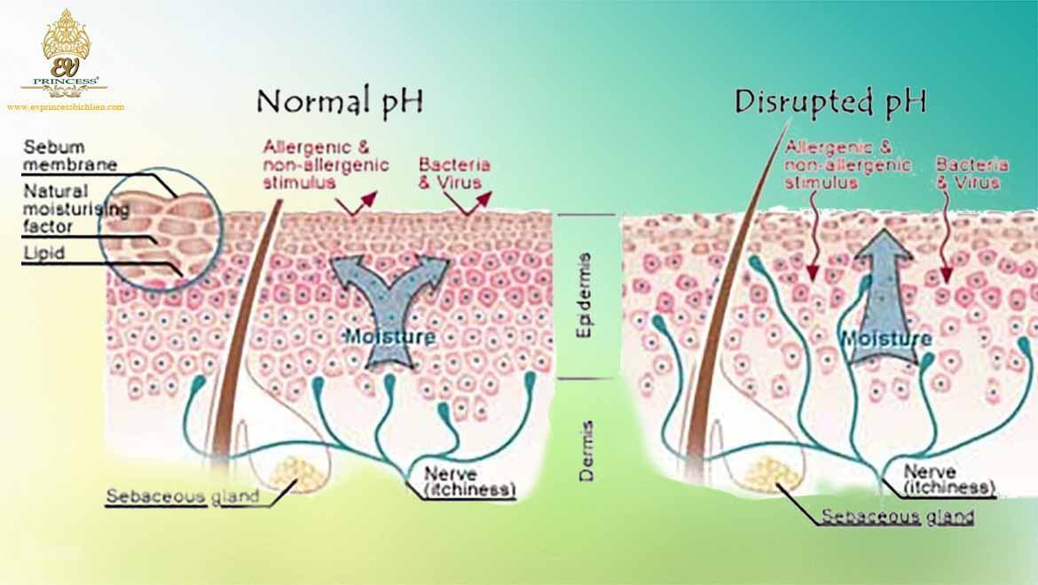 Cân bằng pH cho da là gì và tầm quan trọng của độ pH