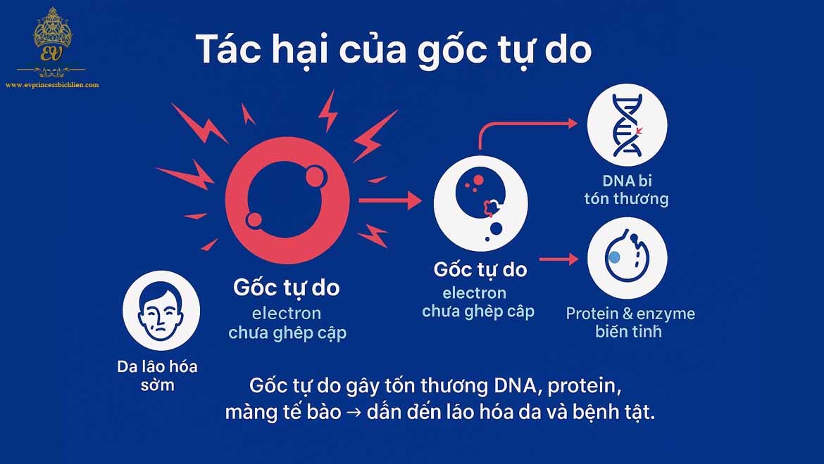 goc tu do la gi