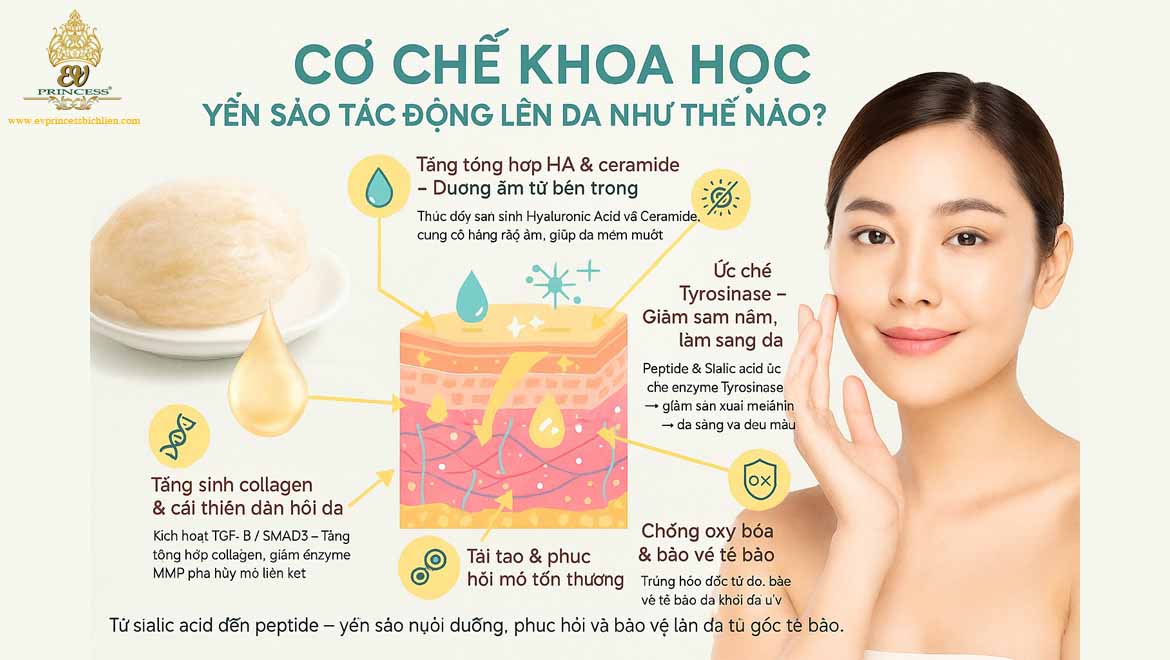 cong dung cua yen sao doi voi lan da