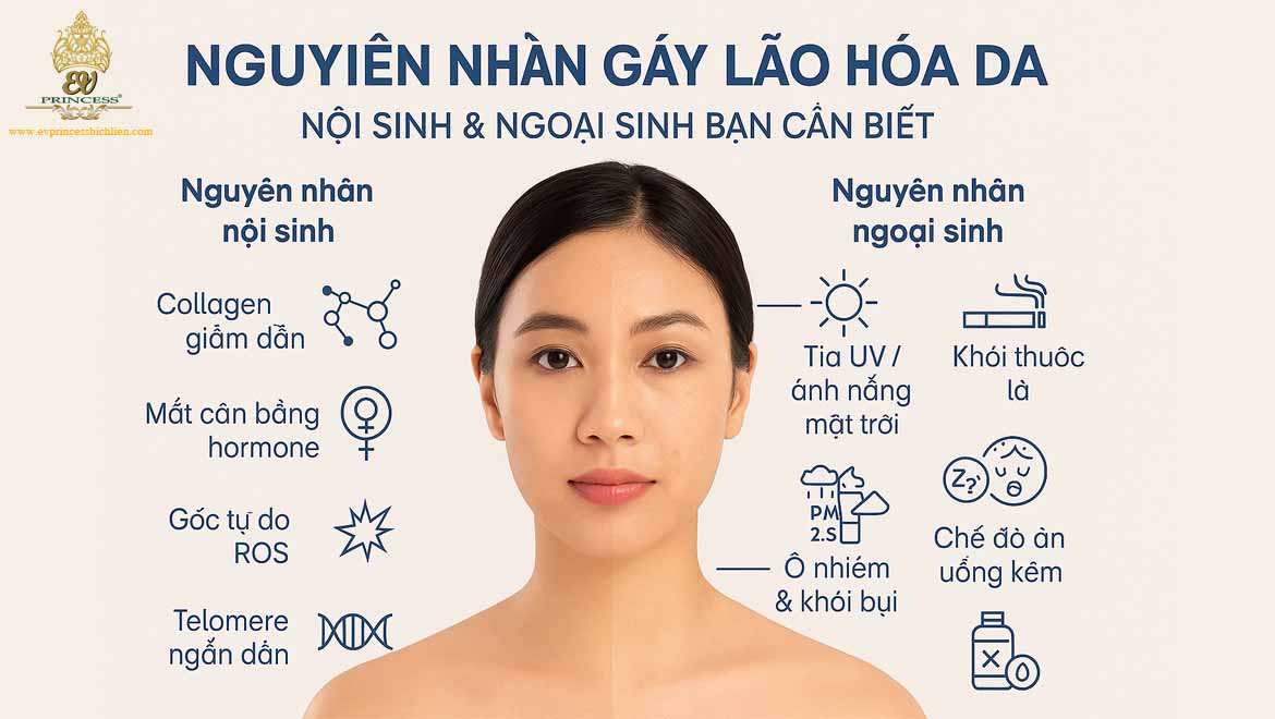nguyen nhan gay lao hoa da