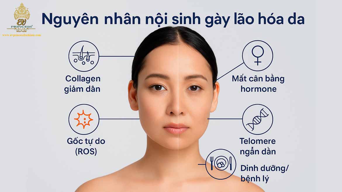 nguyen nhan gay lao hoa da