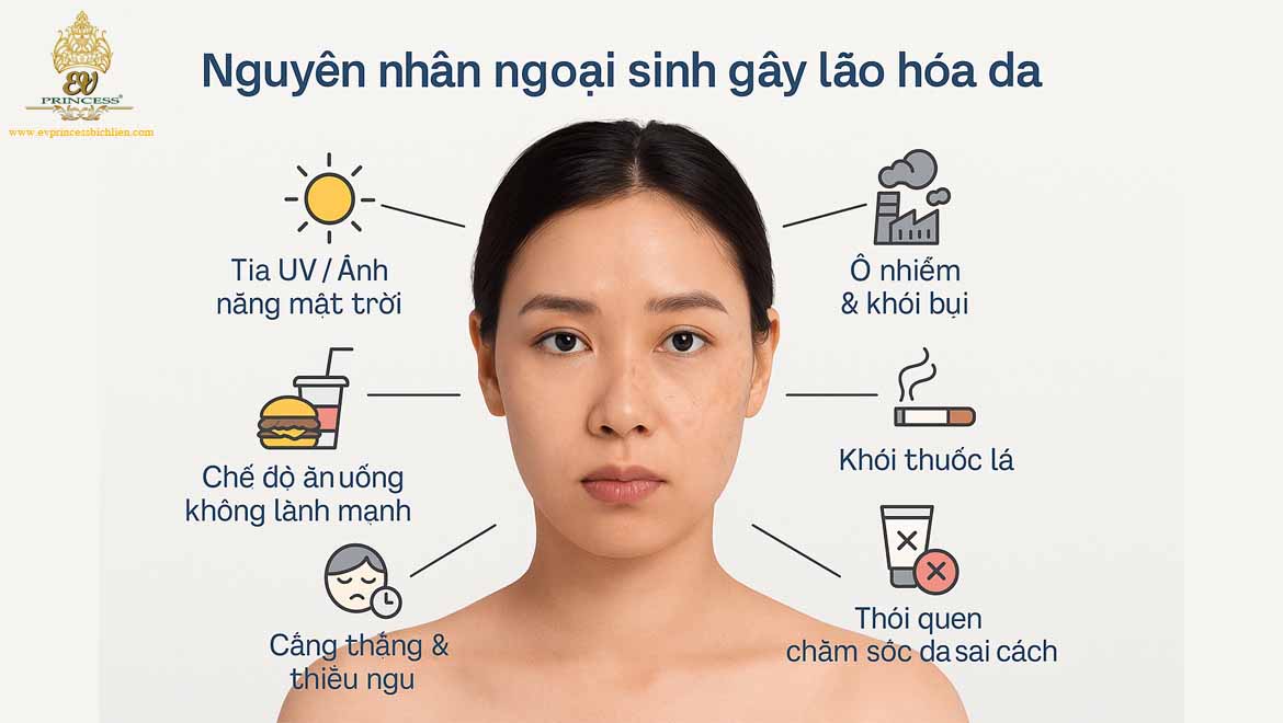 nguyen nhan gay lao hoa da