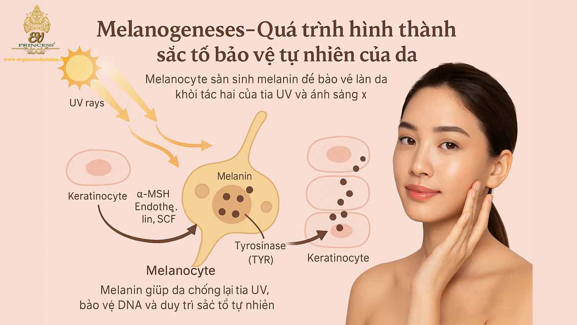 qua trinh hinh thanh nam da