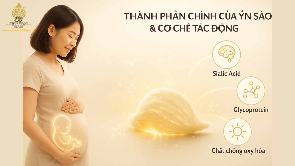 tac dung cua yen sao doi voi thai nhi