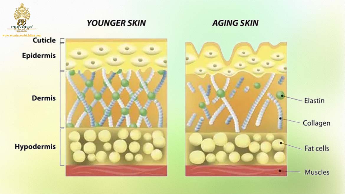 collagen va elastin co vai tro gi trong da