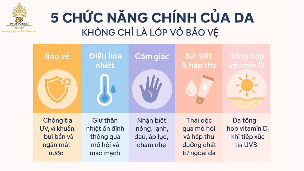 cau truc va chuc nang cua da