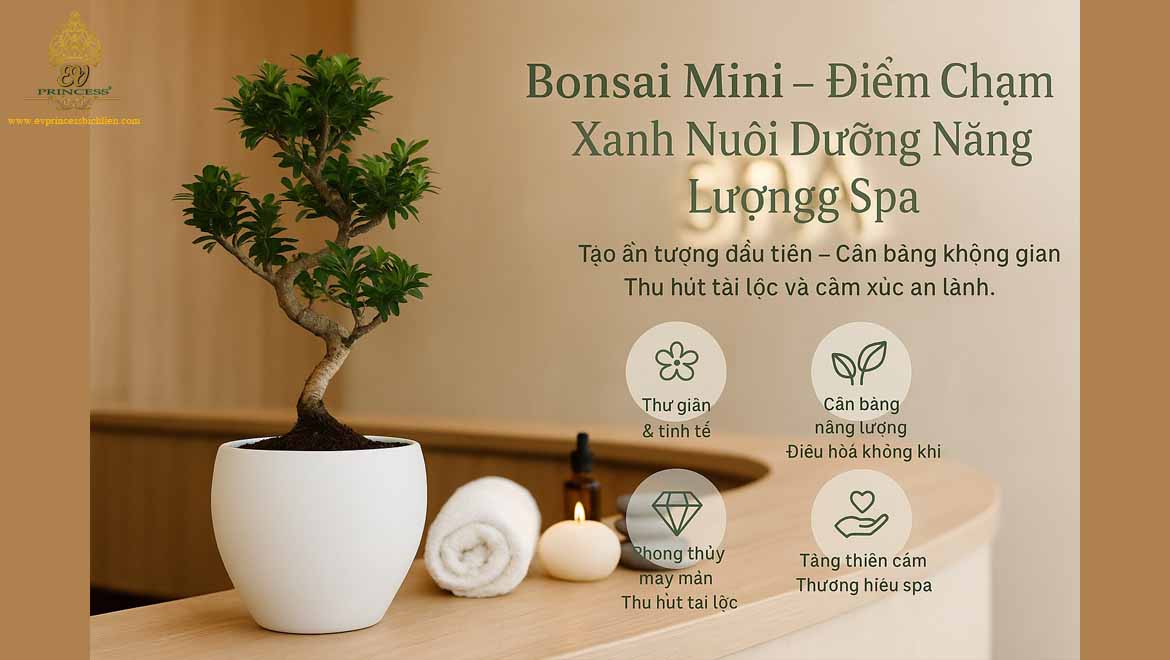 bonsai mini de quay le tan spa