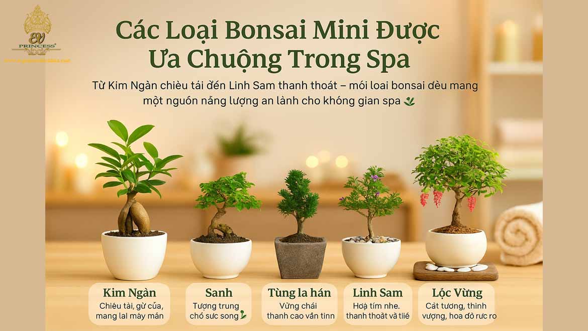 bonsai mini de quay le tan spa