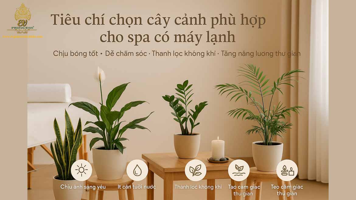 cay de cham trong phong may lanh spa