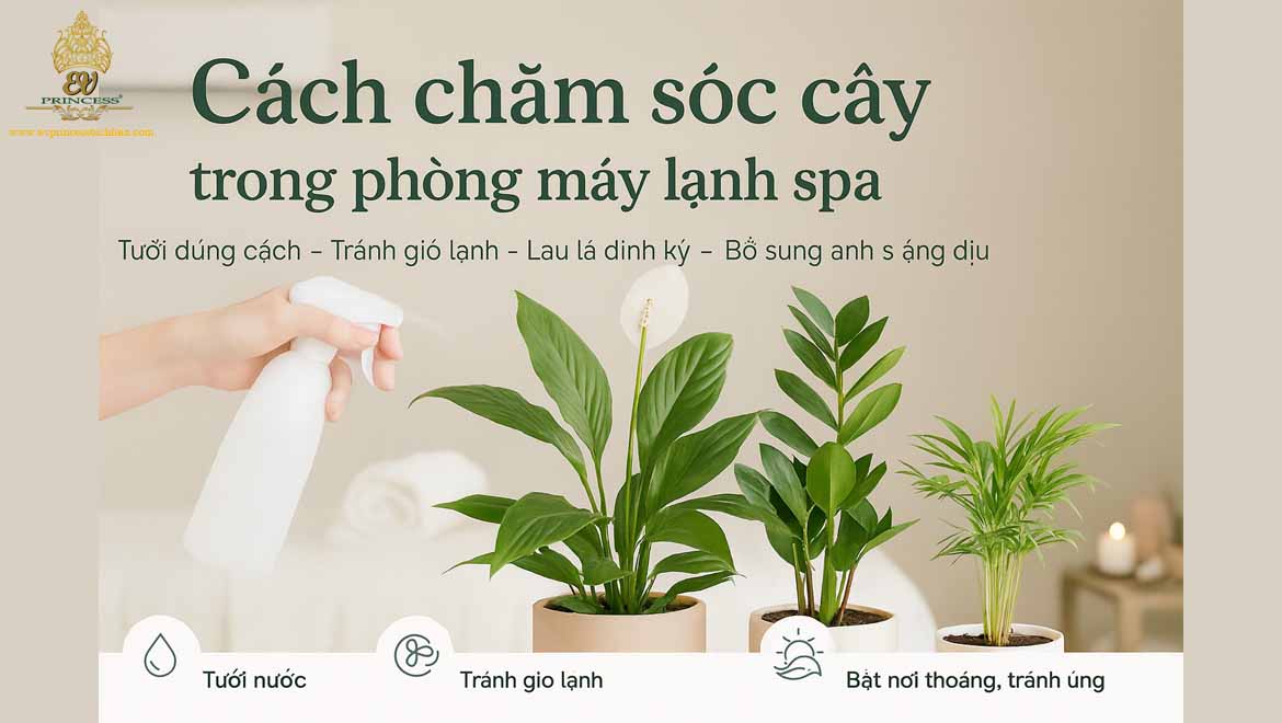 cay de cham trong phong may lanh spa