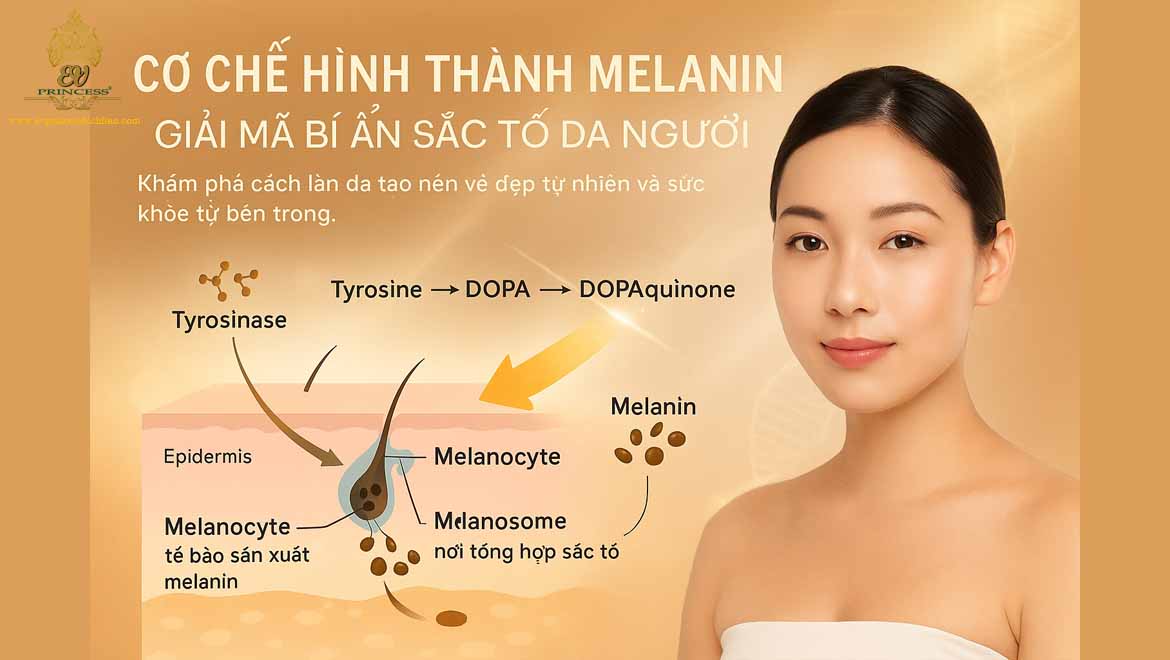 co che hinh thanh melanin
