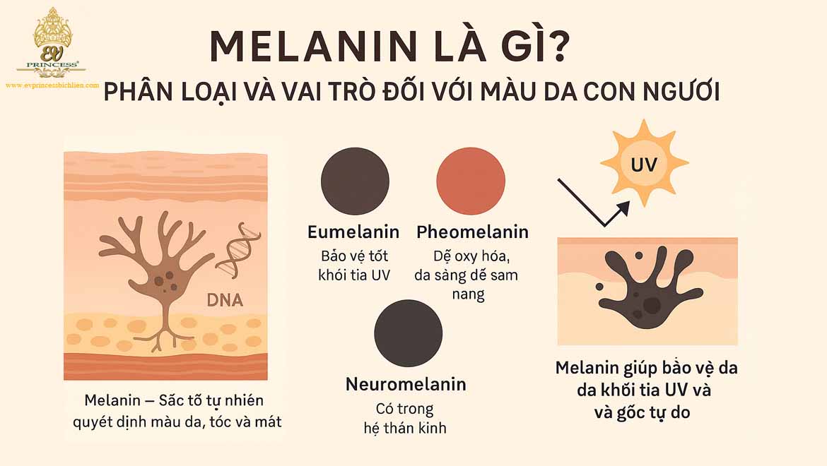 co che hinh thanh melanin