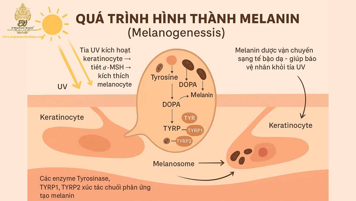 co che hinh thanh melanin