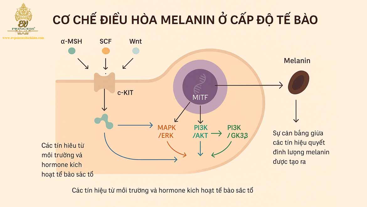 co che hinh thanh melanin