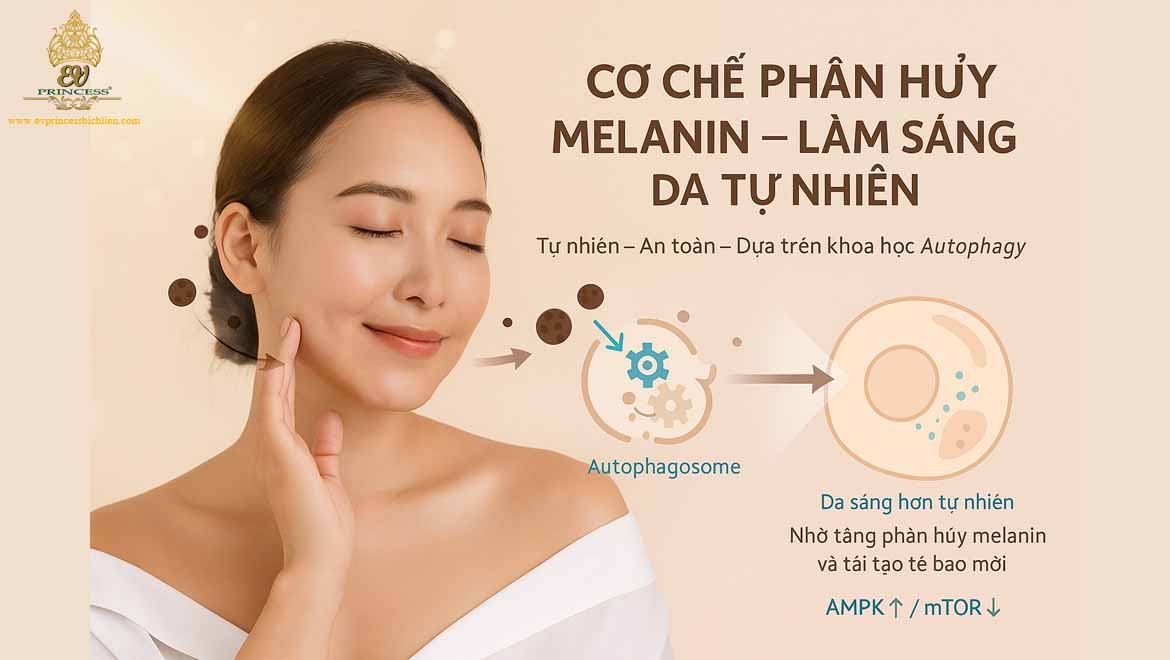 co che hinh thanh melanin