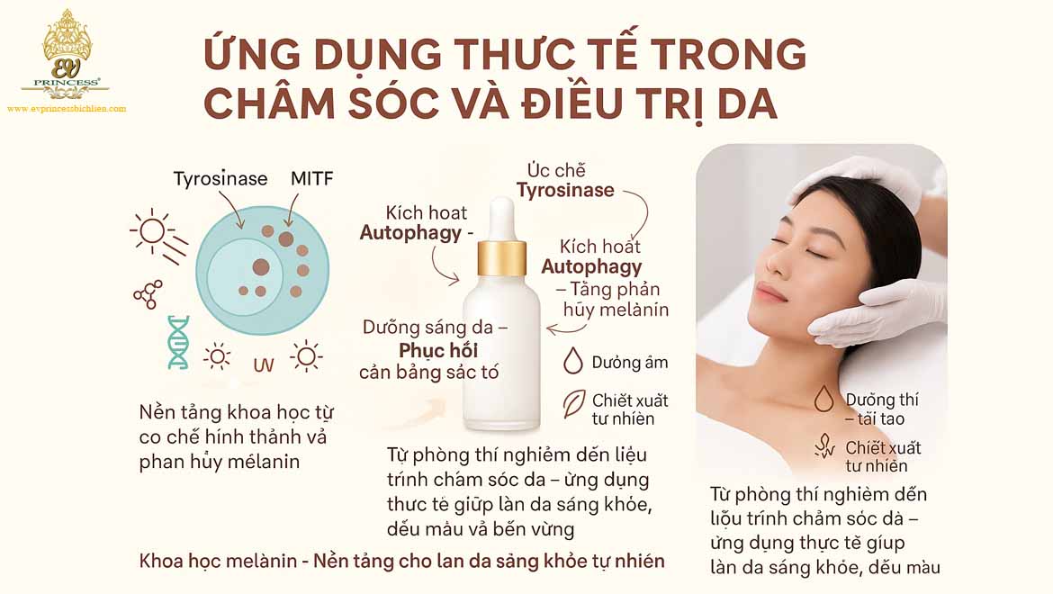 co che hinh thanh melanin