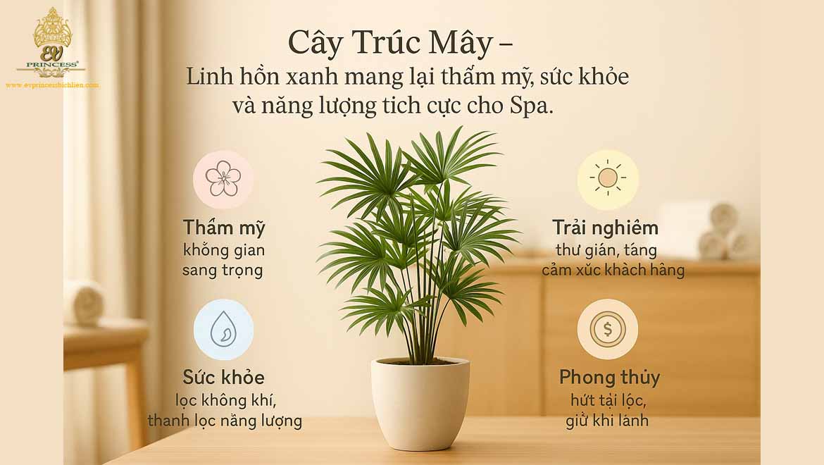 cay truc may trang tri spa