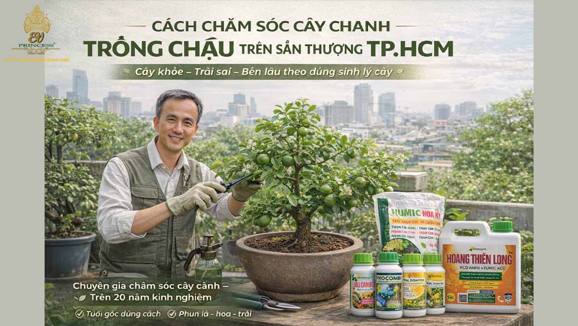 cach cham soc cay chanh
