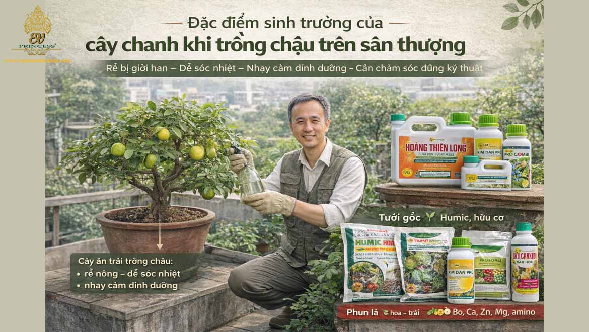 cach cham soc cay chanh