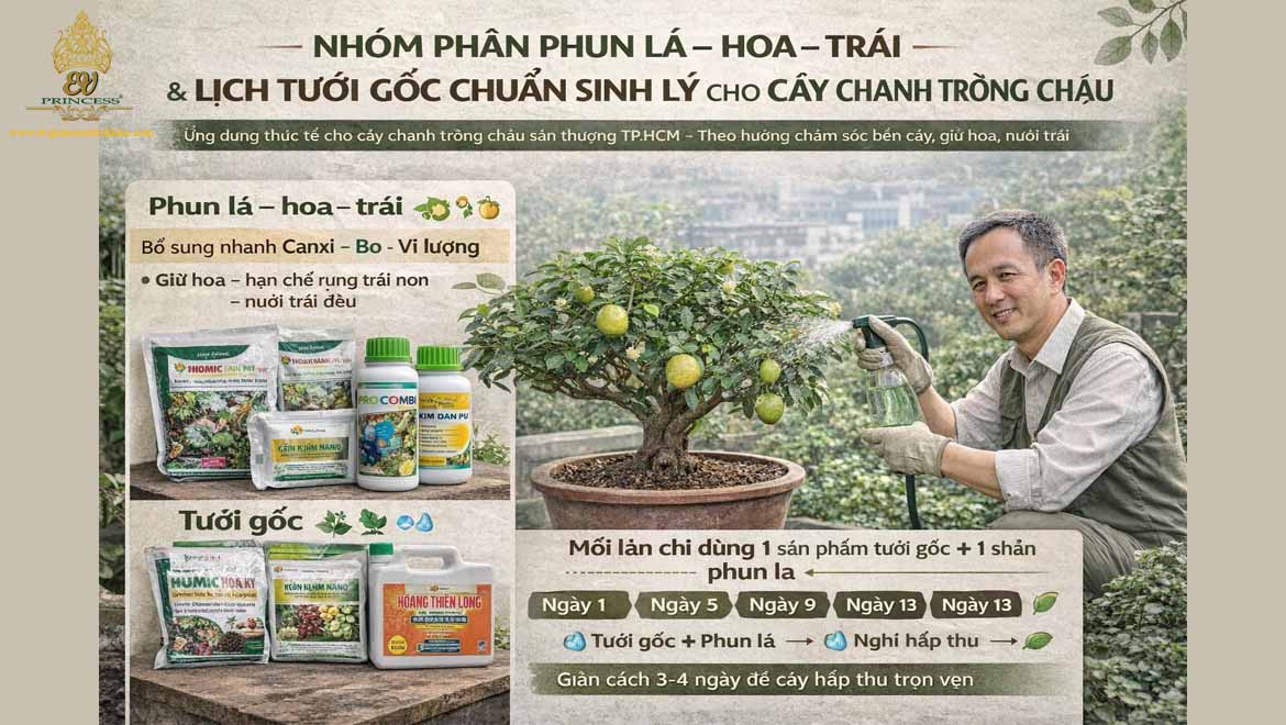 cach cham soc cay chanh