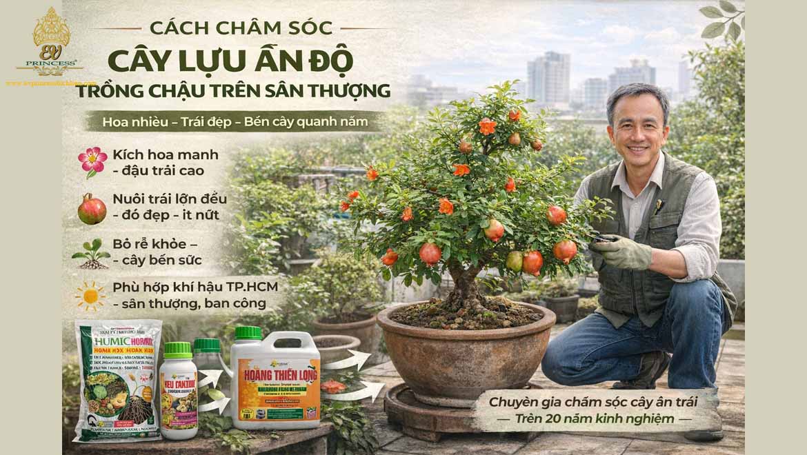 cach cham soc cay luu an do