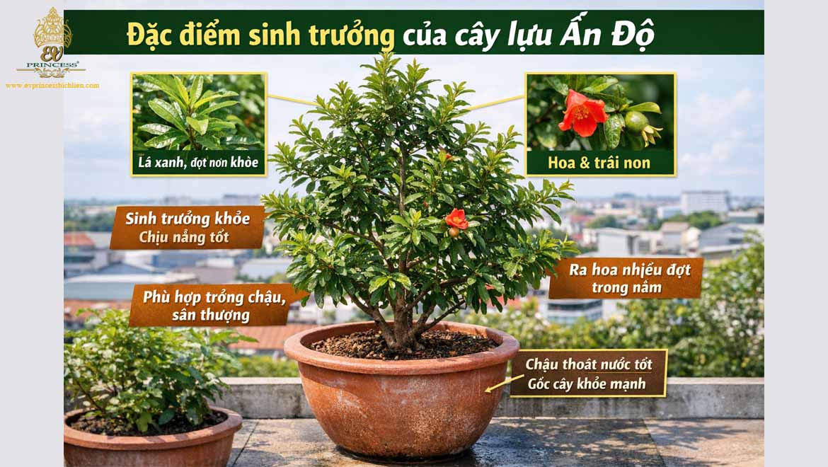 cach cham soc cay luu an do