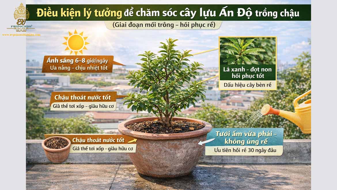 cach cham soc cay luu an do