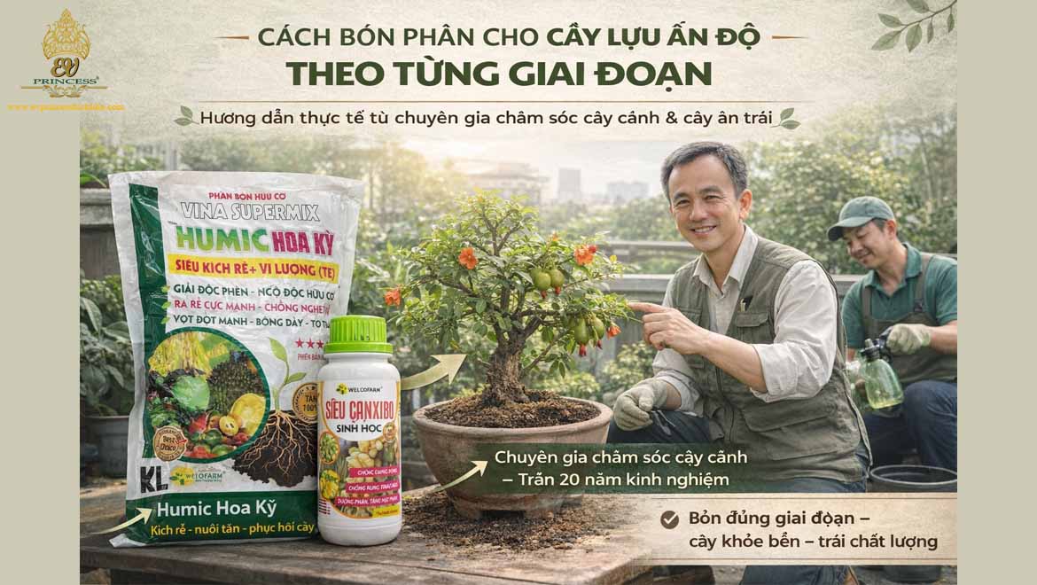 cach cham soc cay luu an do