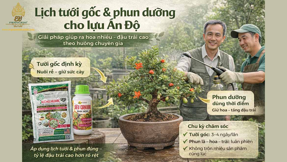 cach cham soc cay luu an do